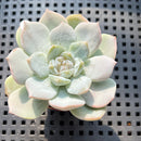 Echeveria sp. Jelly Type 2" Succulent Plant (Potted)