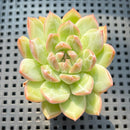 Echeveria 'Snowflake' 2" Succulent Plant (Potted)