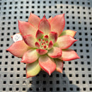 Echeveria Agavoides 'Romeo 1" Succulent Plant (Potted)