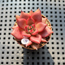 Echeveria Agavoides 'Romeo 1" Succulent Plant (Potted)