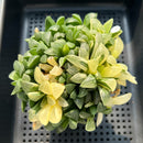 Haworthia Heidelbergensis Variegated Cluster 3"-4" Succulent Plant (Potted)