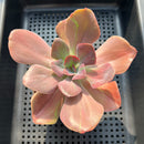 Echeveria 'Goiabinha' Variegated 3"-4" Succulent Plant (Potted)
