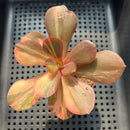 Echeveria 'Primadonna' Variegated 2"-3" Succulent Plant (Potted)
