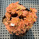 Aeonium Sedifolium Variegated 3" Succulent Plant (Potted)