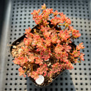 Aeonium Sedifolium Variegated 3" Succulent Plant (Potted)