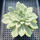 Echeveria 'Elsa' 3" Succulent Plant (Potted)