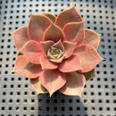 Echeveria 'Mysterious Rose' Hybrid 1"-2" Succulent Plant (Potted)