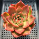 Echeveria Agavoides 'Primori' 3" Succulent Plant (Potted)
