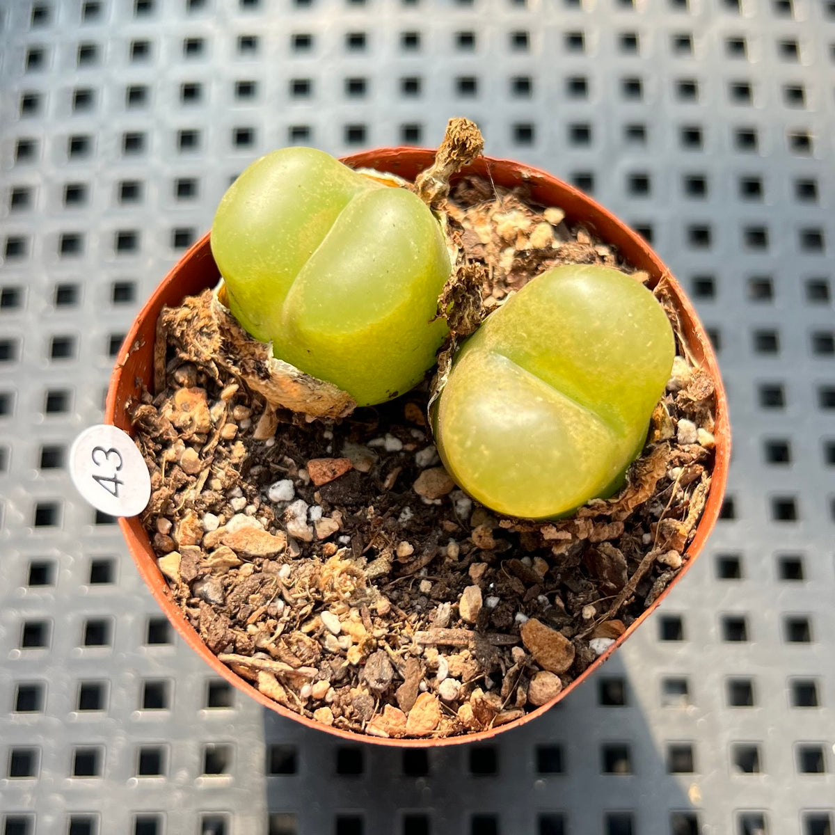 Conophytum Maughanii (Set of 2) 2" Succulent Plant (Potted)