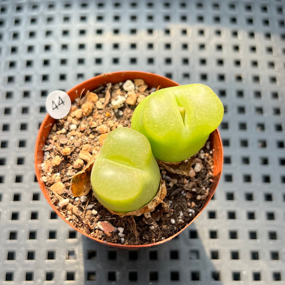 Conophytum Maughanii (Set of 2) 2" Succulent Plant (Potted)