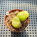 Conophytum Maughanii (Set of 2) 2" Succulent Plant (Potted)