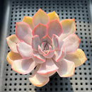Echeveria 'Charming Stone' 2"-3" Succulent Plant (Potted)