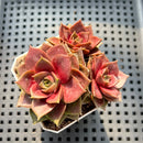 Echeveria 'Mysterious Rose' 2"-3" Cluster Succulent Plant (Potted)