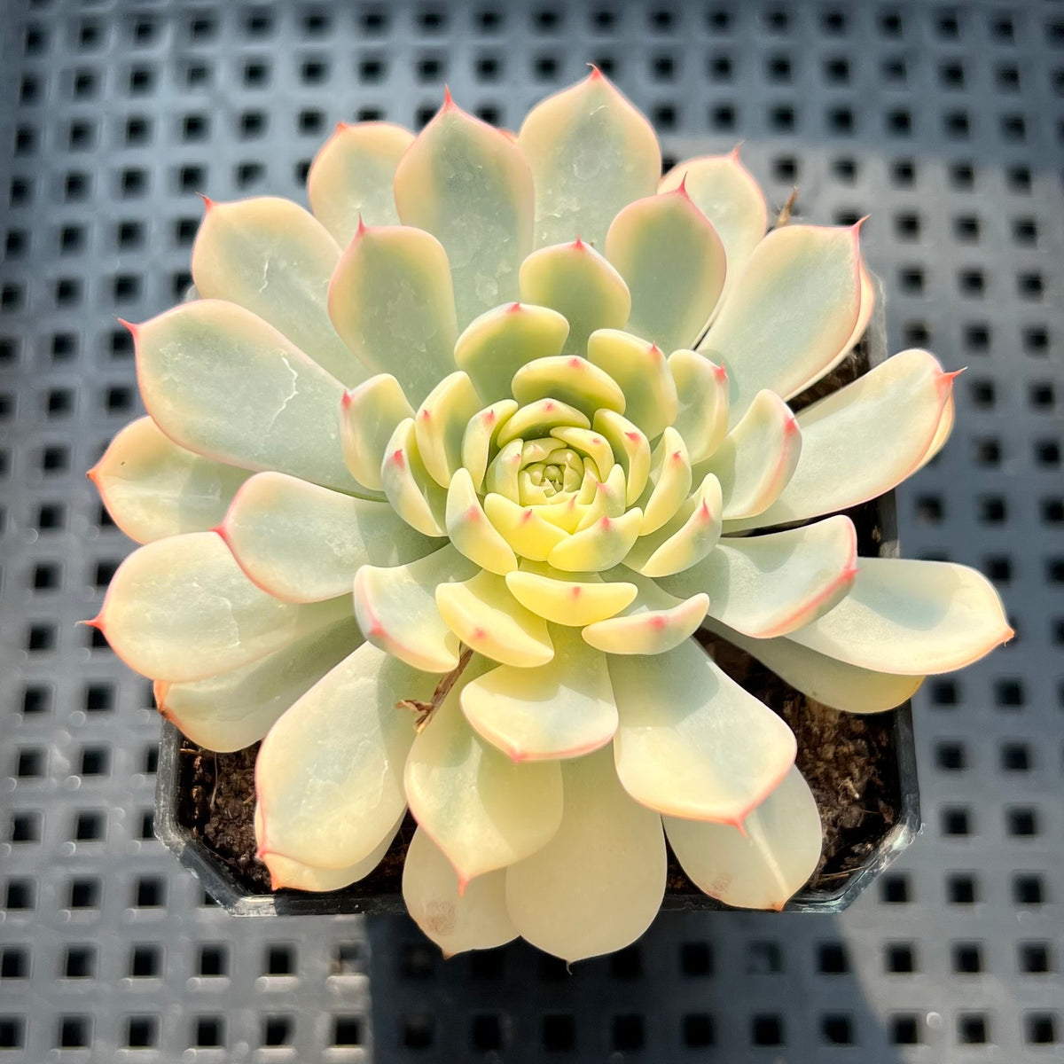 Echeveria 'Minima' Variegated 2"-3" Succulent Plant (Potted)