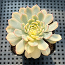 Echeveria 'Minima' Variegated 2"-3" Succulent Plant (Potted)