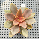 Echeveria Carnicolor 2" (100% Grown In House) Succulent Plant