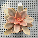 Echeveria Carnicolor 2" (100% Grown In House) Succulent Plant