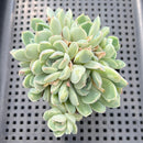 Echeveria 'Albi Drop' 2" Cluster Carunculated Succulent Plant