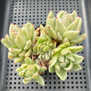 Echeveria Agavoides 'Saint Louis' Variegated 3"-4" Succulent Plant