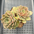 Echeveria 'Lucidum Roman' Lightly Variegated 2" Succulent Plant