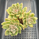 Pachyveria 'Arje' 4"-5" Cluster Succulent Plant