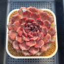 Echeveria 'Dark Jewel' 4"-5" Large Succulent Plant Cutting