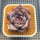 Echeveria 'Moila' 2" Succulent Plant Cutting