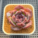 Echeveria 'Moila' 2" Succulent Plant Cutting