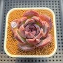 Echeveria 'Moila' 2" Succulent Plant Cutting