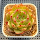 Echeveria 'Monroe Chanel' 3" Succulent Plant Cutting