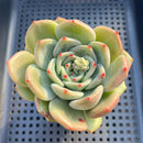 Echeveria 'White Champaign' 3" Succulent Plant