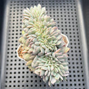 Echeveria 'Raffine' Crested Cluster 3"-4" Succulent Plant