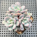 Pachyveria sp. Cluster 3"-4" Succulent Plant