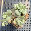 Echeveria 'White Snow' Variegated/Monstrose 2" Succulent Plant