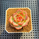 Echeveria 'Egg Tart' 1"-2" New Hybrid Succulent Plant Cutting