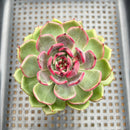 Echeveria 'Black Eyes' 3" Succulent Plant