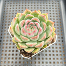 Echeveria sp. 2" Succulent Plant