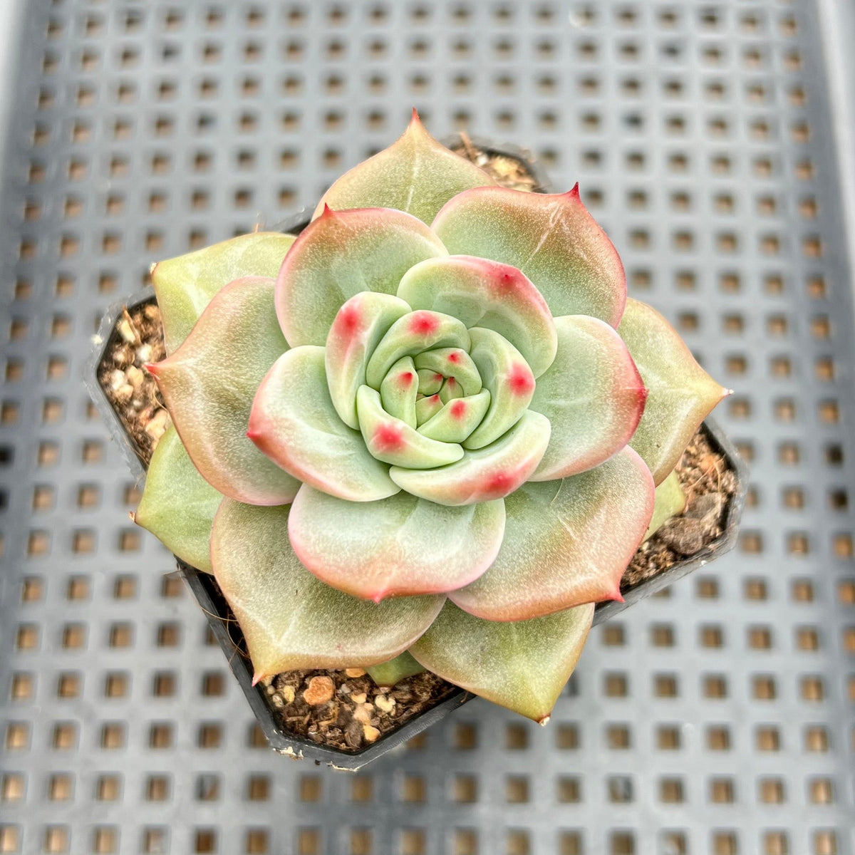 Echeveria 'Diamond Dragon' 2" (Red Dragon Variant) Succulent Plant