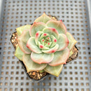 Echeveria 'Diamond Dragon' 2" (Red Dragon Variant) Succulent Plant