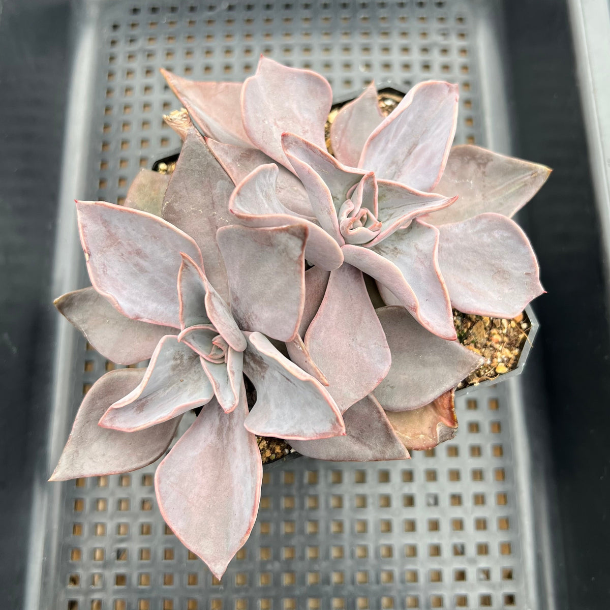Echeveria Rodolfi 3"-4" Large Succulent Plant