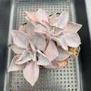 Echeveria Rodolfi 3"-4" Large Succulent Plant