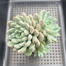 Echeveria 'Anthony Queen' 3" Cluster Succulent Plant