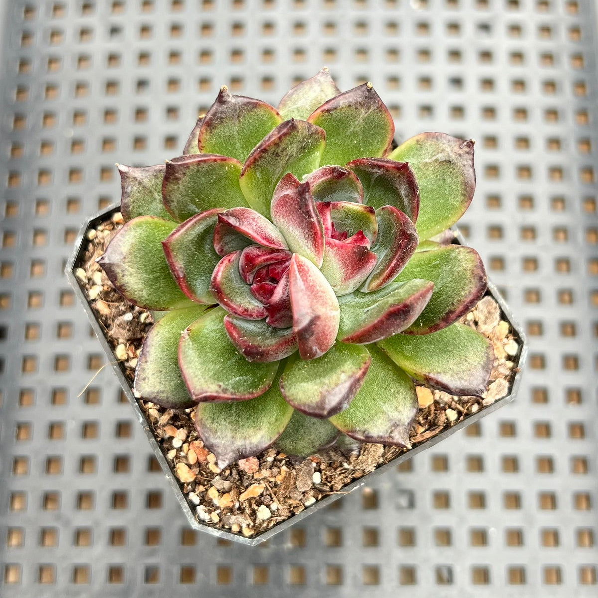 Echeveria 'Black Bear' Double Head 2" Succulent Plant