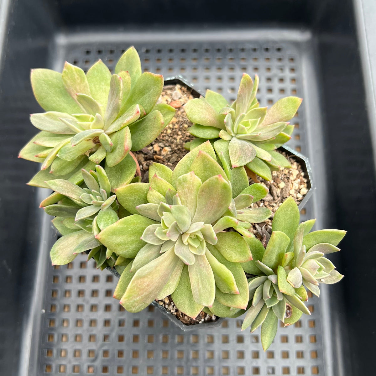 Echeveria 'Hanaikada Jaguar' Variegated 3"-4" Succulent Plant
