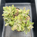 Echeveria 'Hanaikada Jaguar' Variegated 3"-4" Succulent Plant