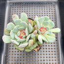 Echeveria 'Juliana Pink' 2" Succulent Plant