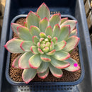 Echeveria 'Sun Rise' Variegated 4" Succulent Plant Cutting