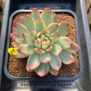 Echeveria 'Sun Rise' Variegated 4" Succulent Plant Cutting