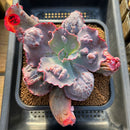 Echeveria 'Etna' 5"-6" Large Succulent Plant Cutting