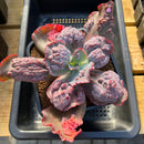 Echeveria 'Etna' 5"-6" Large Succulent Plant Cutting